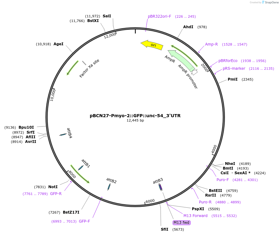 26347-plasmid-map-sequence-id-12431