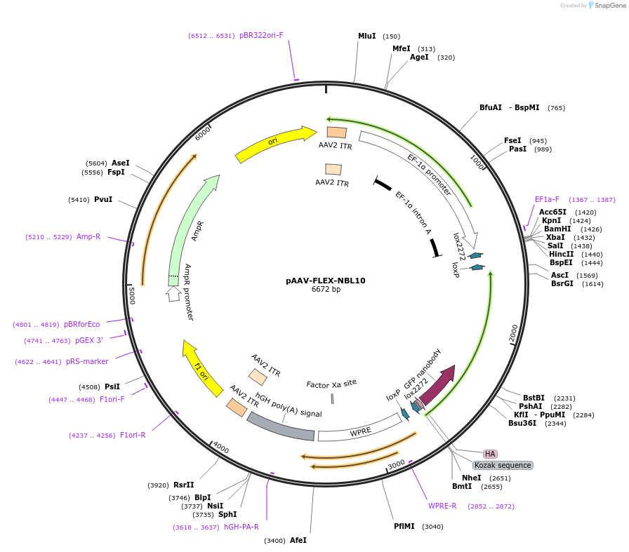 69971-plasmid-map-sequence-id-124319