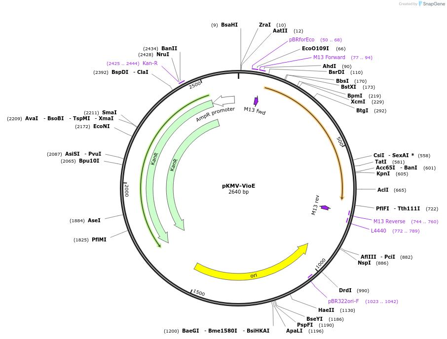 65351-plasmid-map-sequence-id-124320