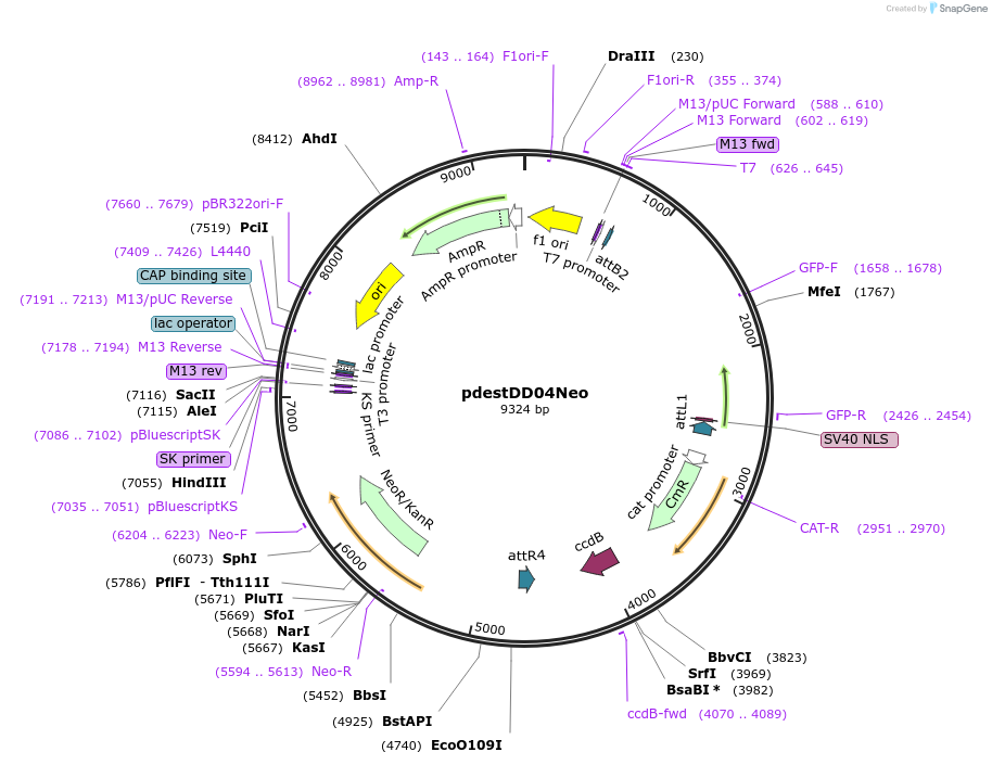 26386-plasmid-map-sequence-id-12434