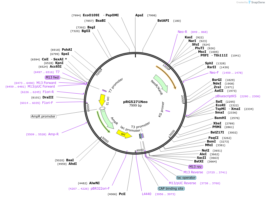 26387-plasmid-map-sequence-id-12435