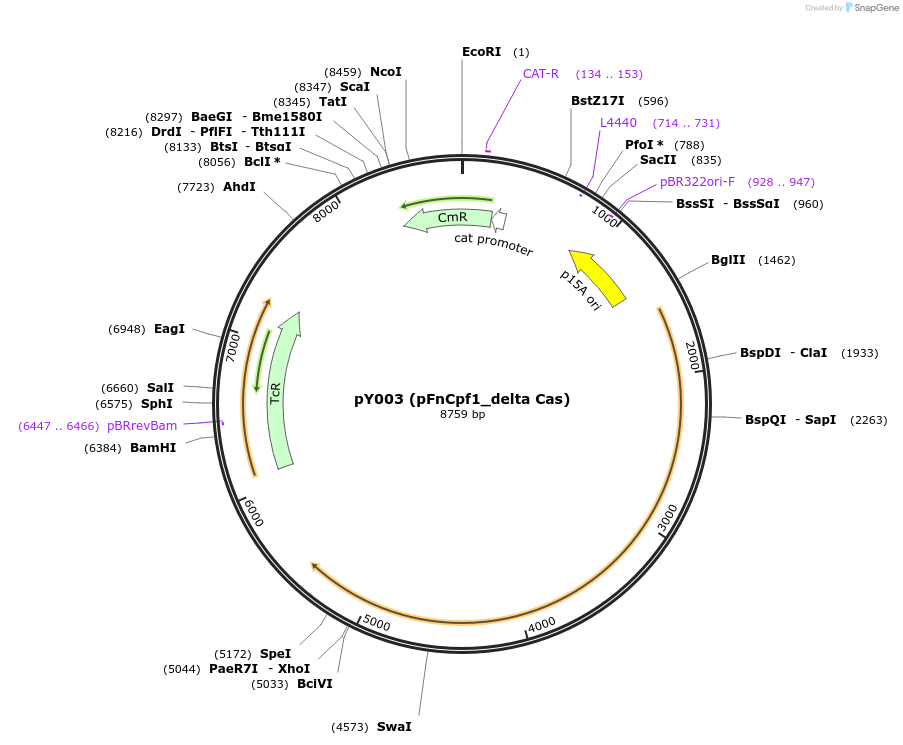 69974-plasmid-map-sequence-id-124356