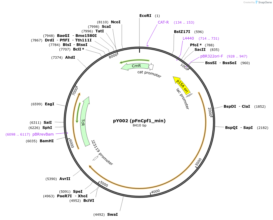 69975-plasmid-map-sequence-id-124358