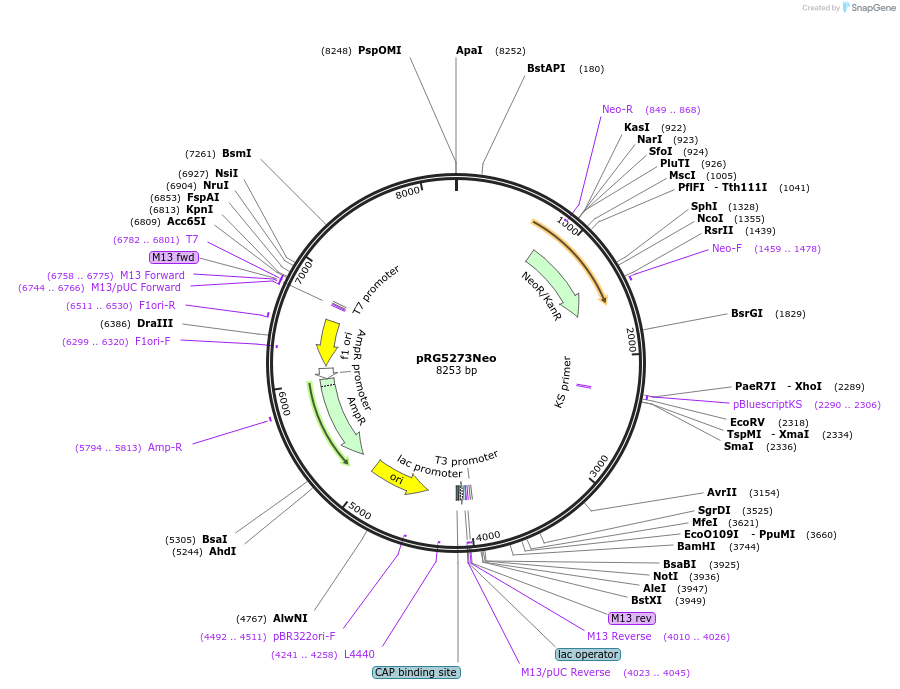 26388-plasmid-map-sequence-id-12436