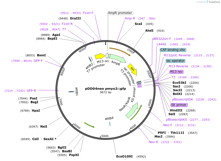 26393-plasmid-map-sequence-id-12441