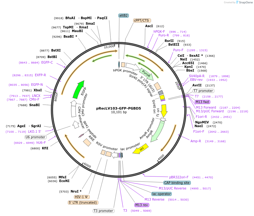 65409-plasmid-map-sequence-id-124420