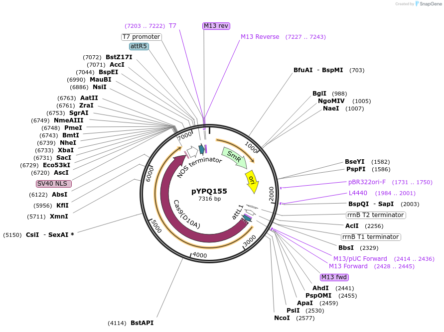 69306-plasmid-map-sequence-id-124435