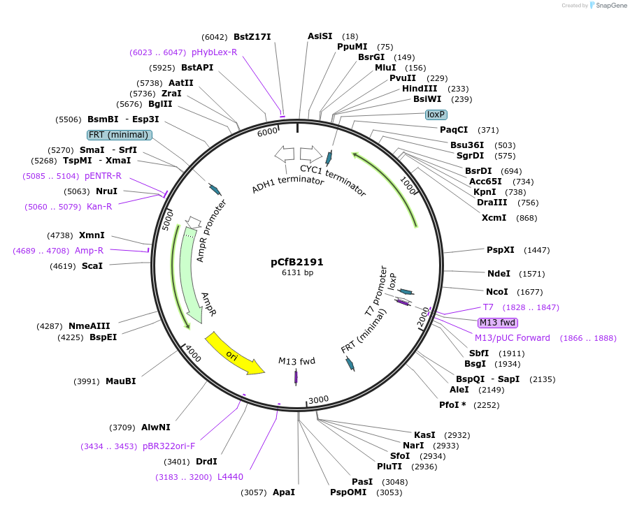 67538-plasmid-map-sequence-id-124523