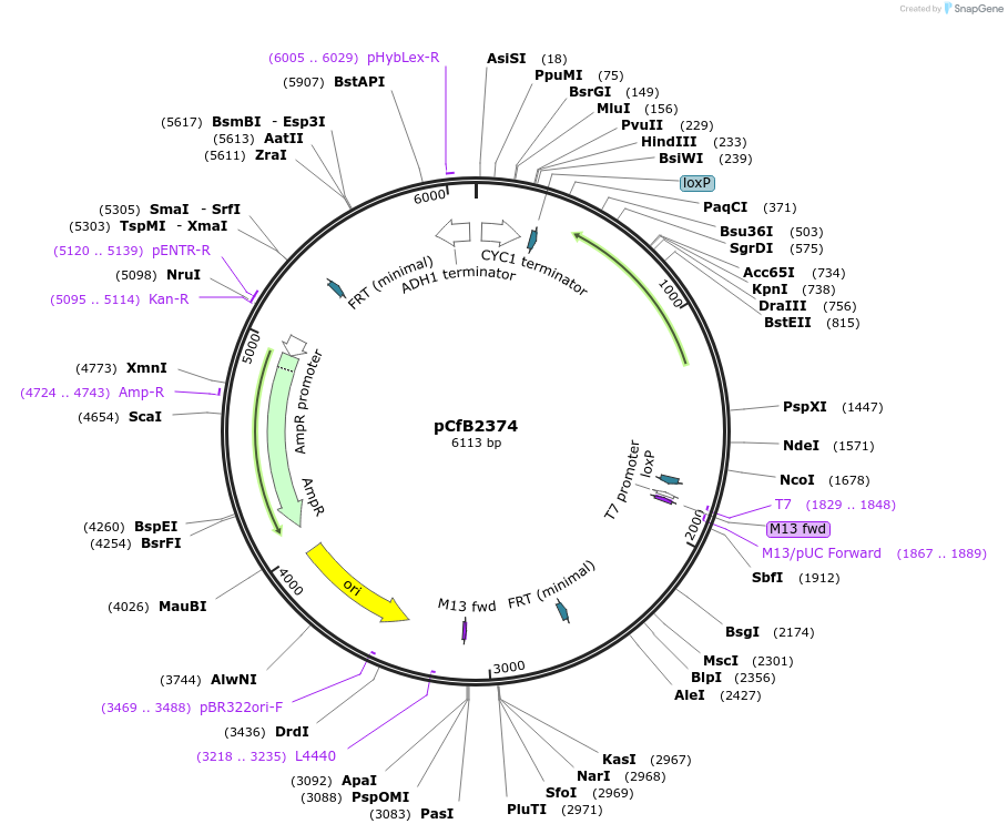 67534-plasmid-map-sequence-id-124525