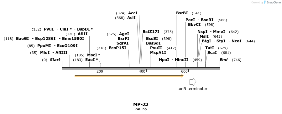124556_map