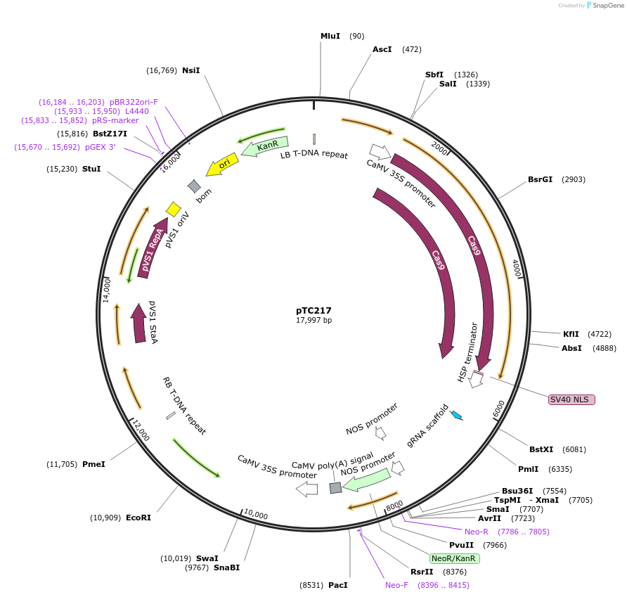 70018-plasmid-map-sequence-id-124557