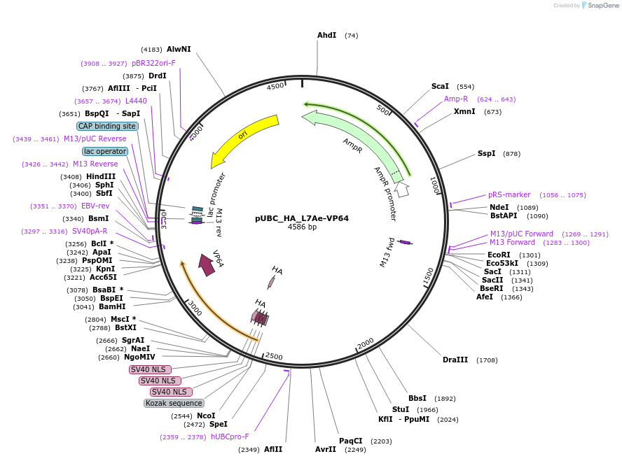 68421-plasmid-map-sequence-id-124596