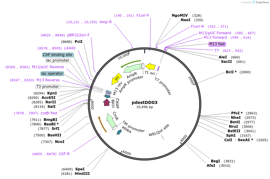 26414-plasmid-map-sequence-id-12461