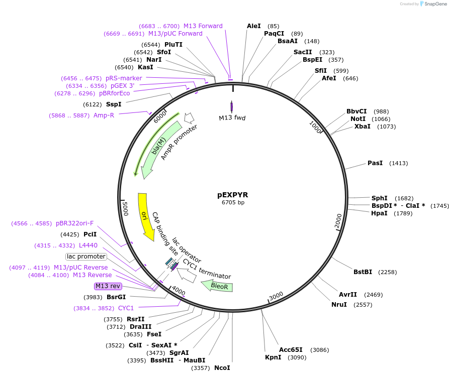 70030-plasmid-map-sequence-id-124618