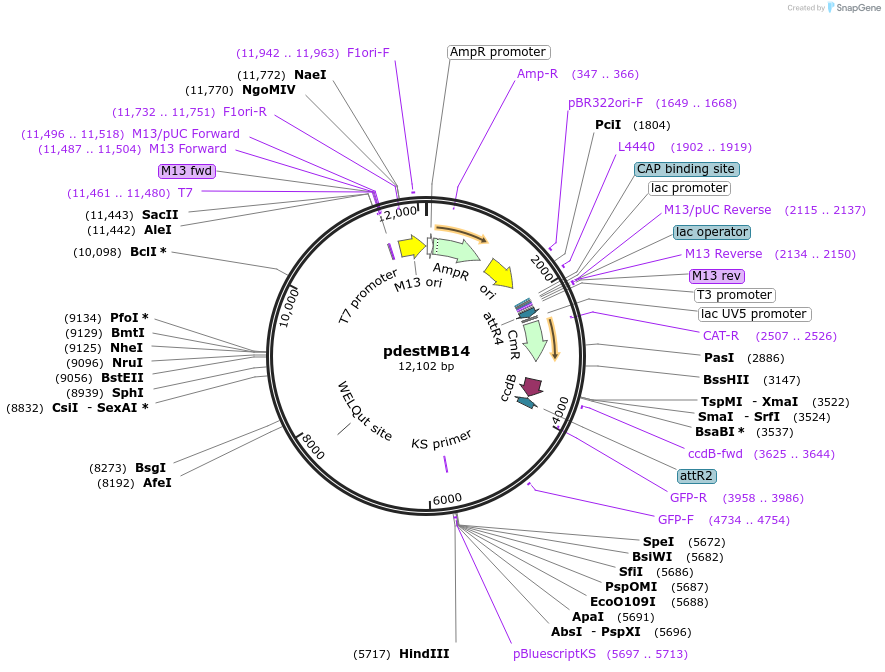 26415-plasmid-map-sequence-id-12462
