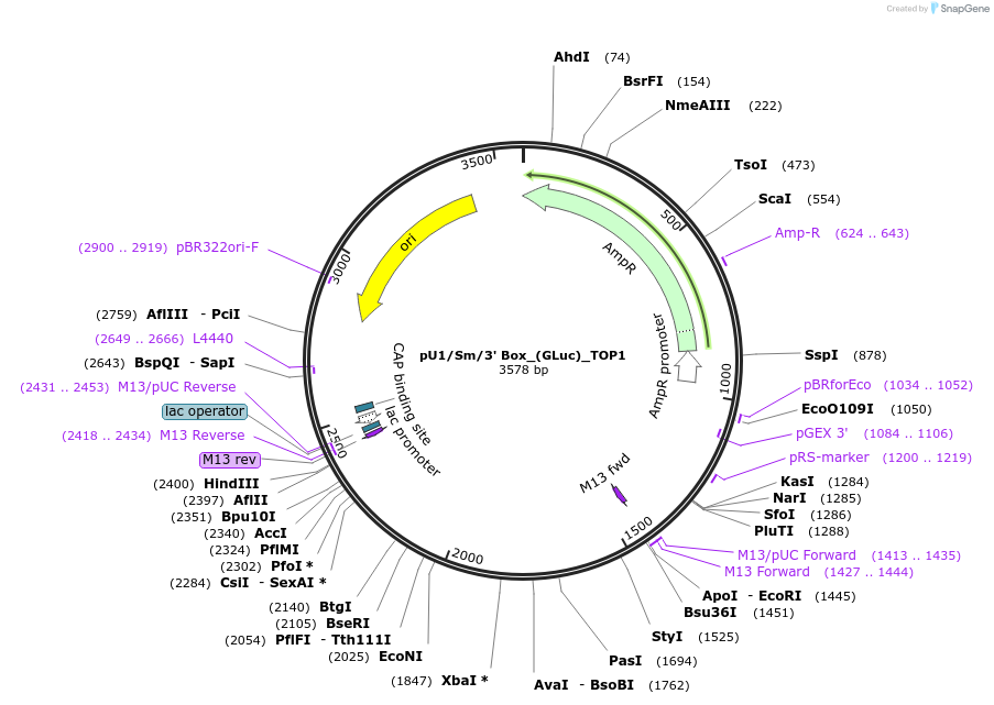 68437-plasmid-map-sequence-id-124681