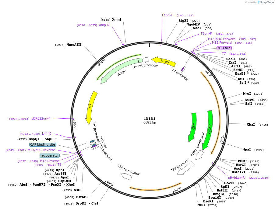 69177-plasmid-map-sequence-id-124688
