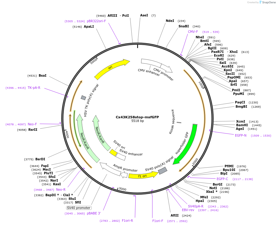 69023-plasmid-map-sequence-id-124708