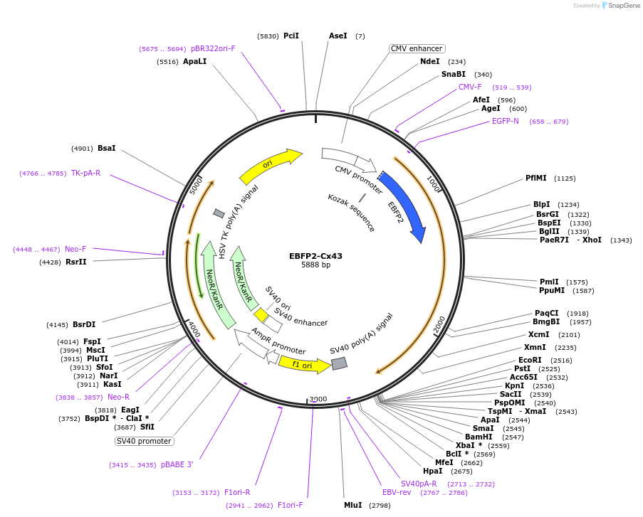69020-plasmid-map-sequence-id-124710