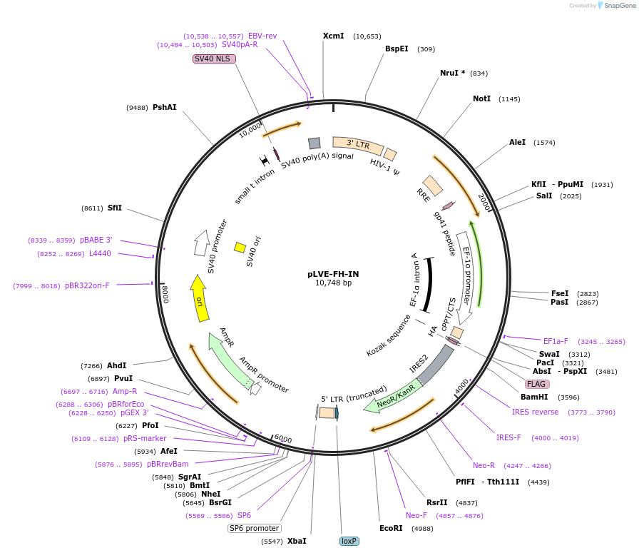 70071-plasmid-map-sequence-id-124724