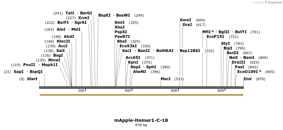 124751_map