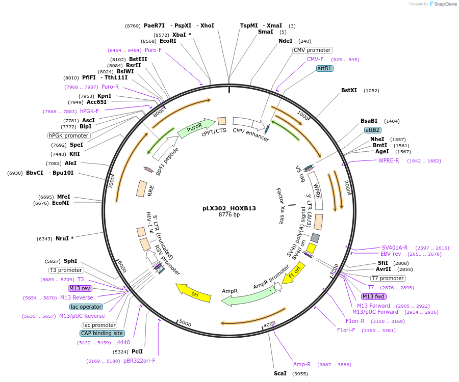 70089-plasmid-map-sequence-id-124794