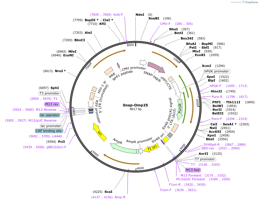 69599-plasmid-map-sequence-id-124850