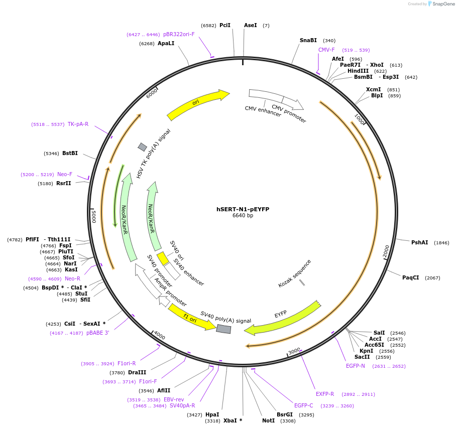 70105-plasmid-map-sequence-id-124851