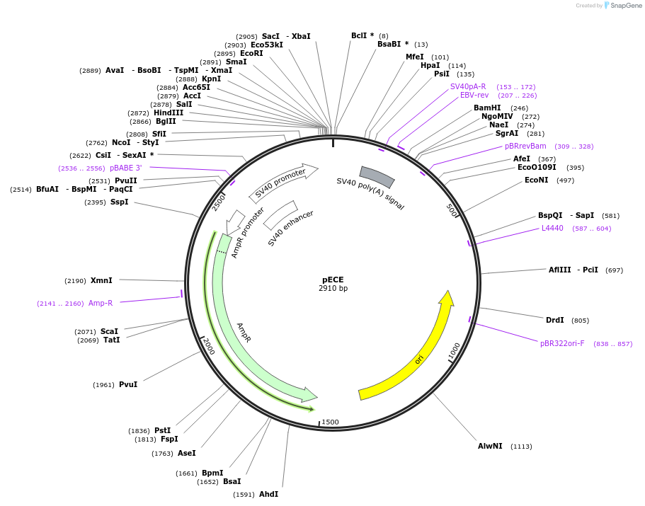 26453-plasmid-map-sequence-id-12491