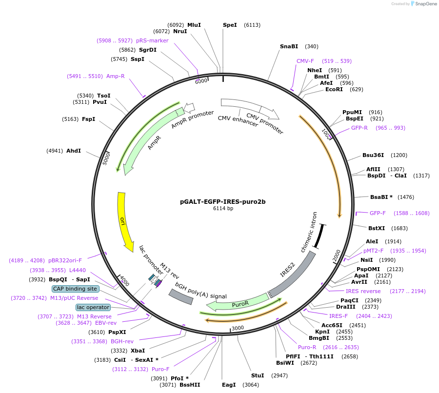 26463-plasmid-map-sequence-id-12495