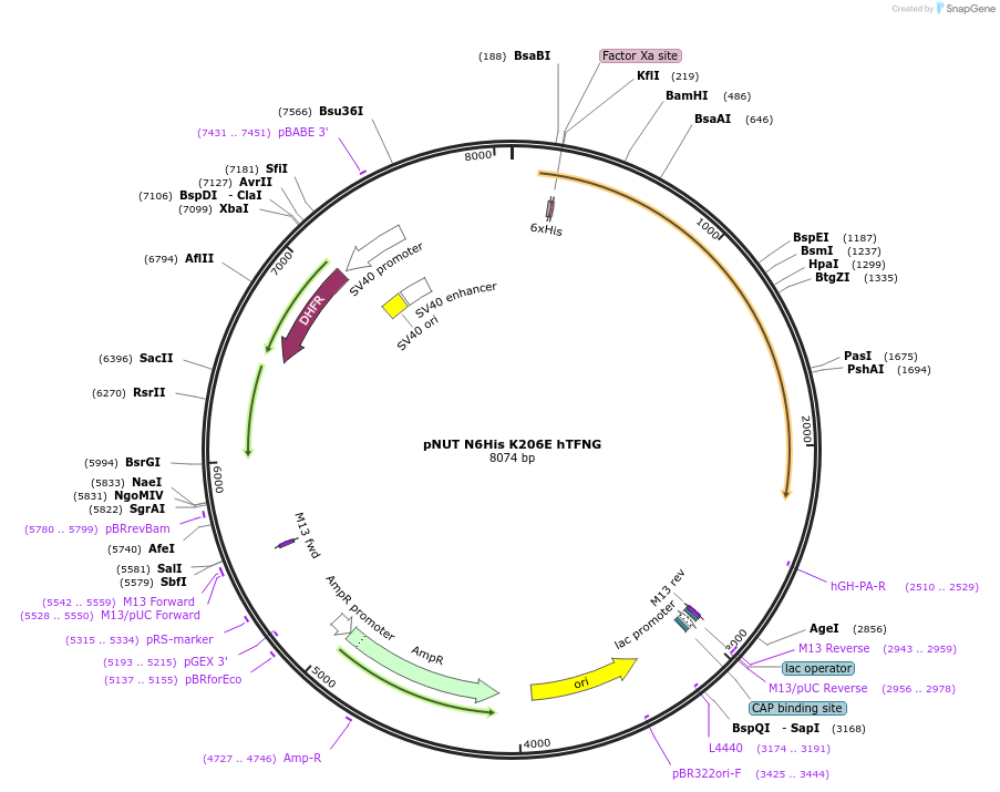 70130-plasmid-map-sequence-id-125031