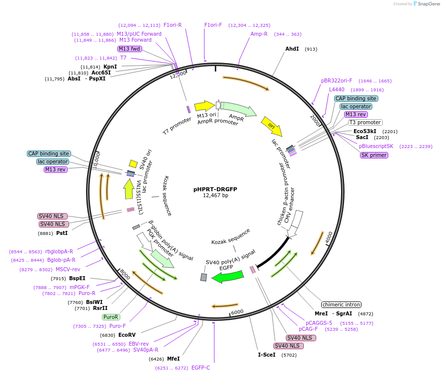 26476-plasmid-map-sequence-id-12507