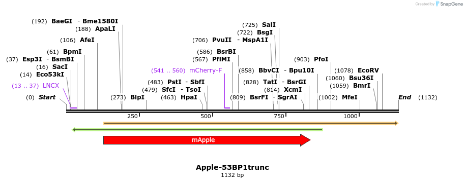 125074_map