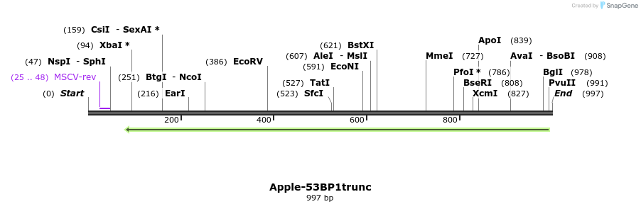 125078_map
