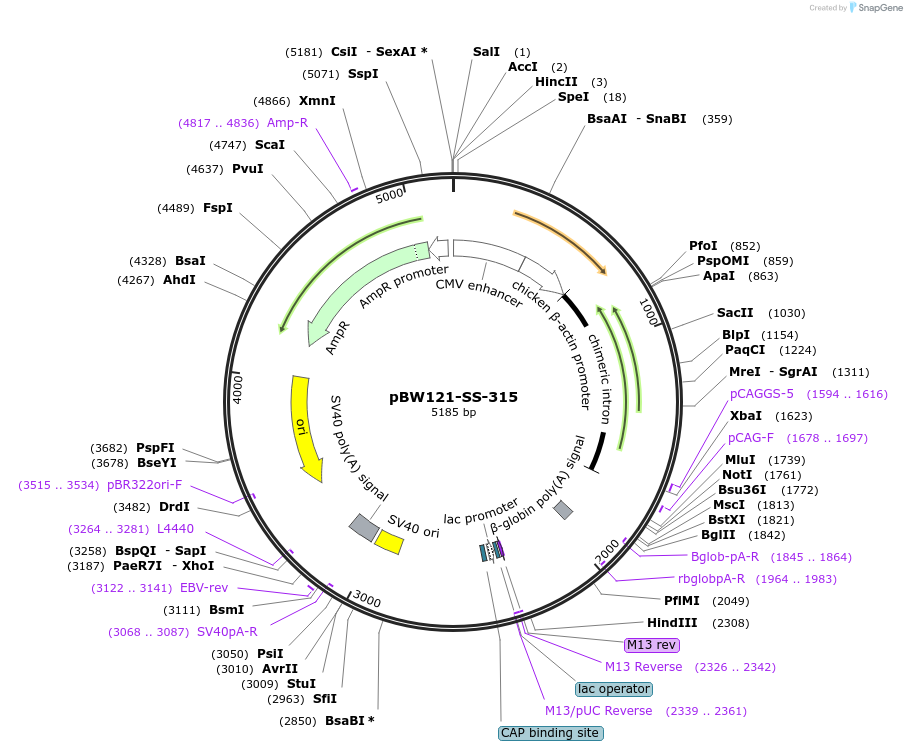 125081_map