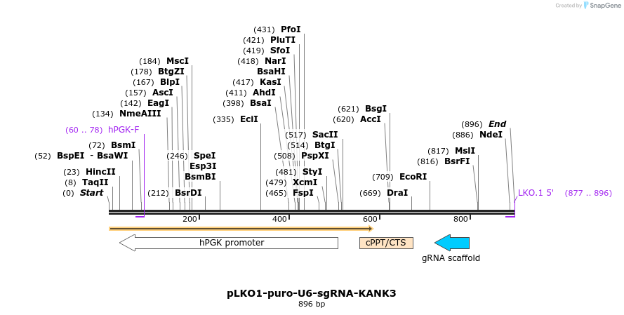 125082_map