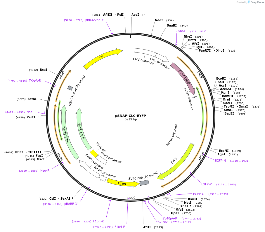 38011-plasmid-map-sequence-id-125096