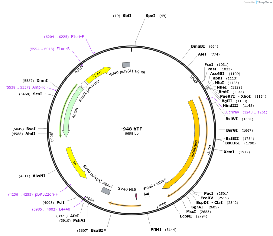 125131_map