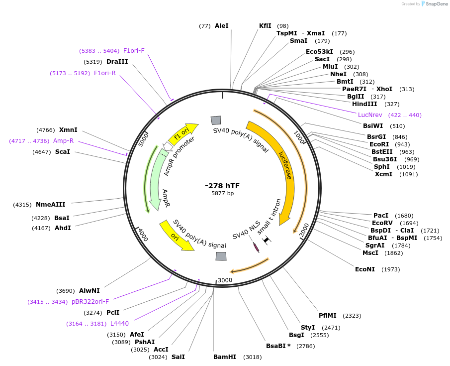 15445-plasmid-map-sequence-id-125136