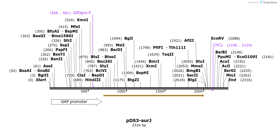 125156_map