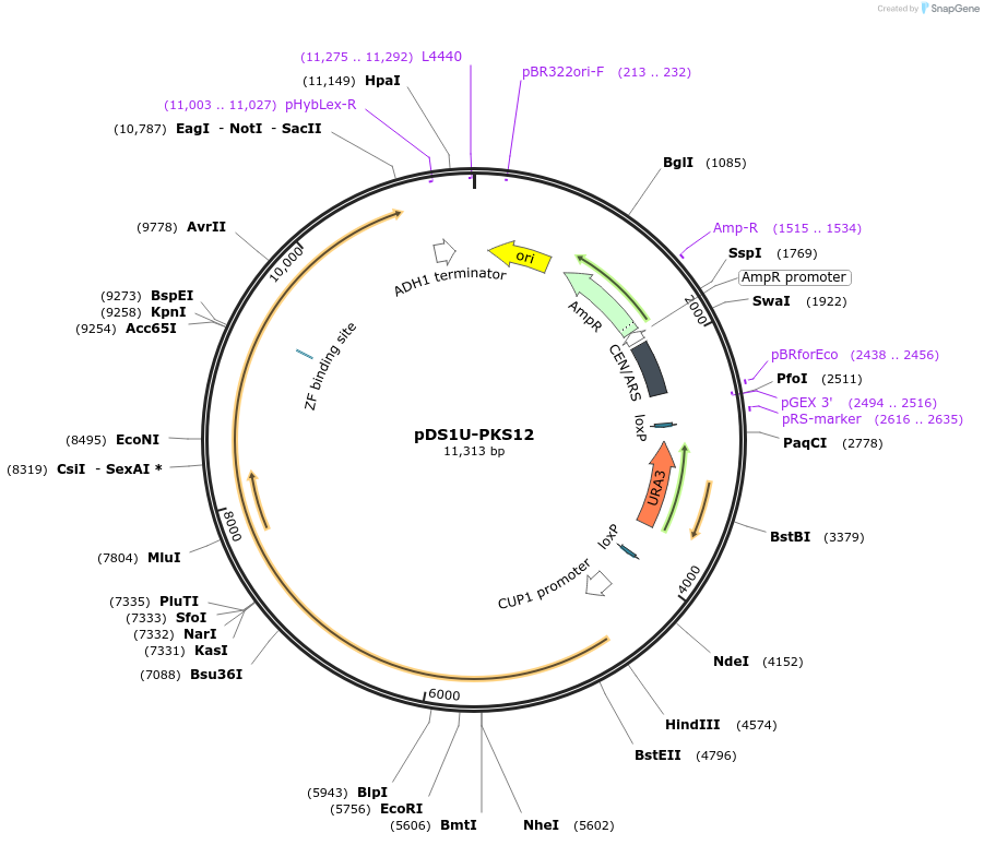 70150-plasmid-map-sequence-id-125161