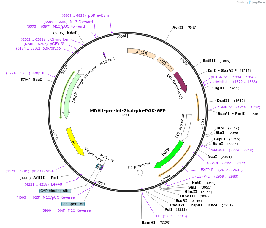 26488-plasmid-map-sequence-id-12517