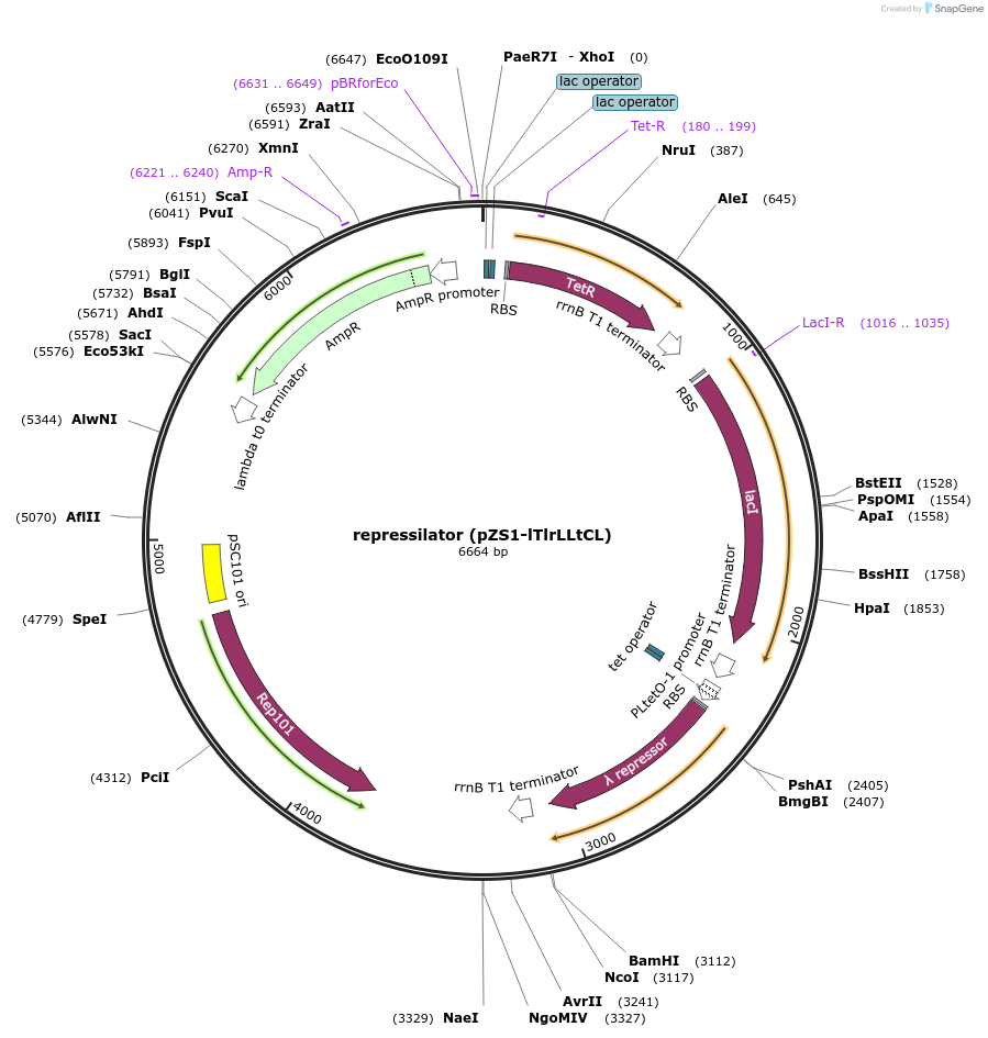26489-plasmid-map-sequence-id-12518