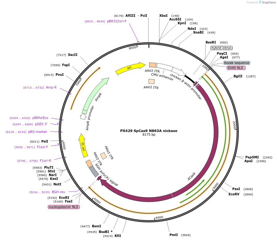 68706-plasmid-map-sequence-id-125195
