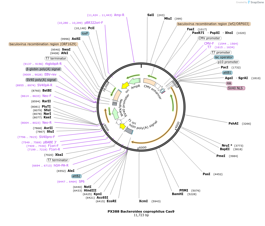 68325-plasmid-map-sequence-id-125196