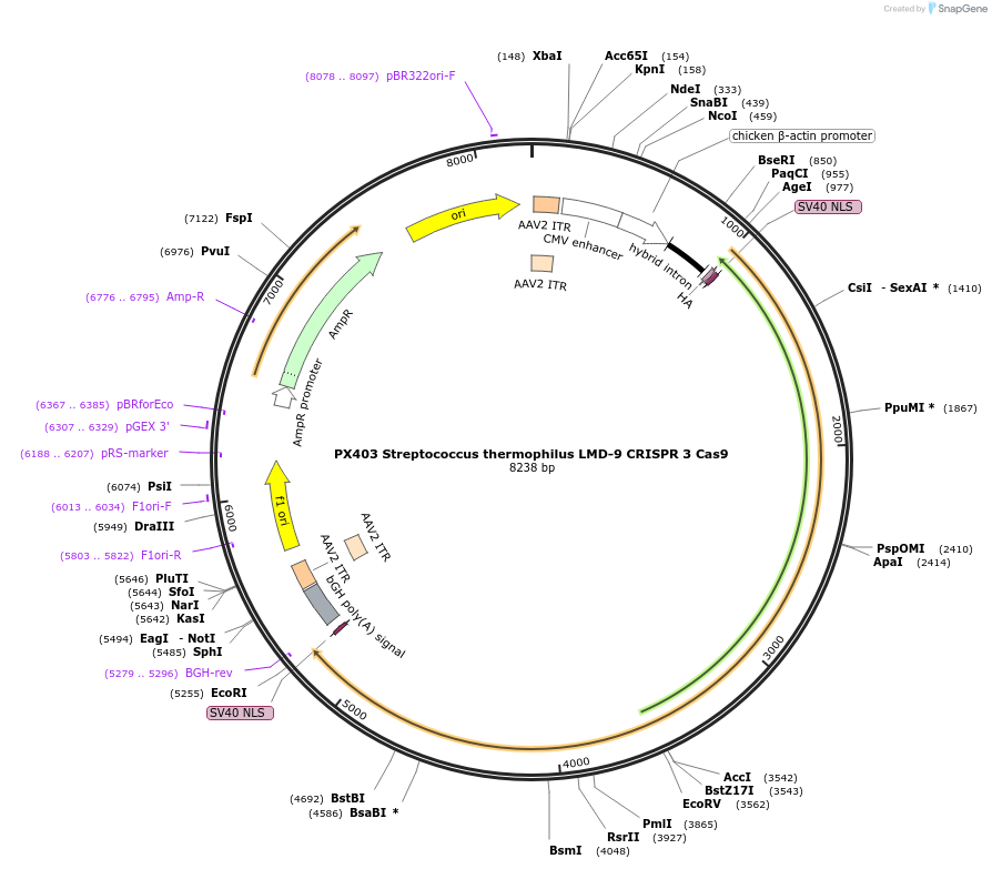 68337-plasmid-map-sequence-id-125198