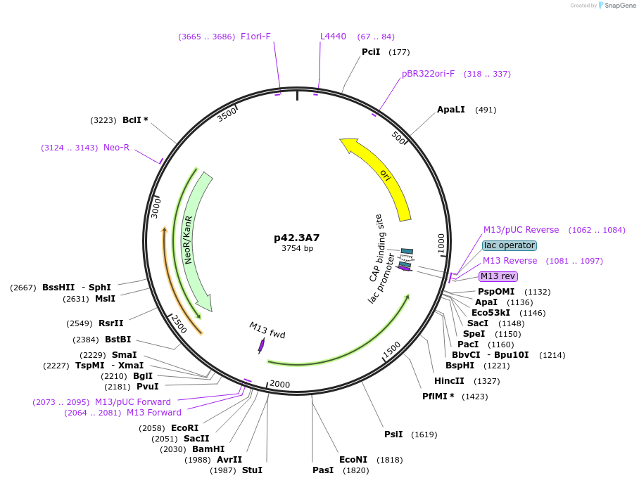 69575-plasmid-map-sequence-id-125255