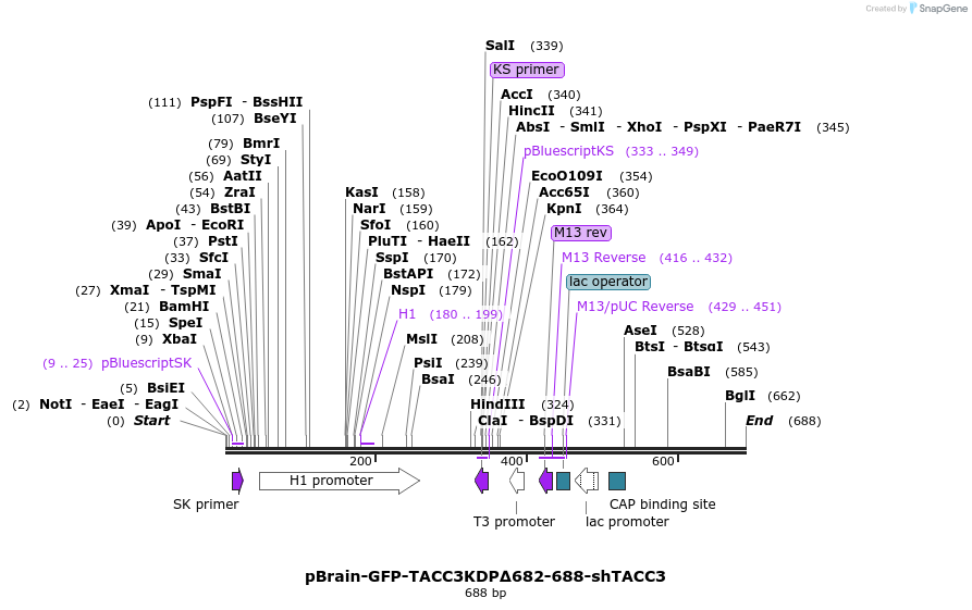 125258_map
