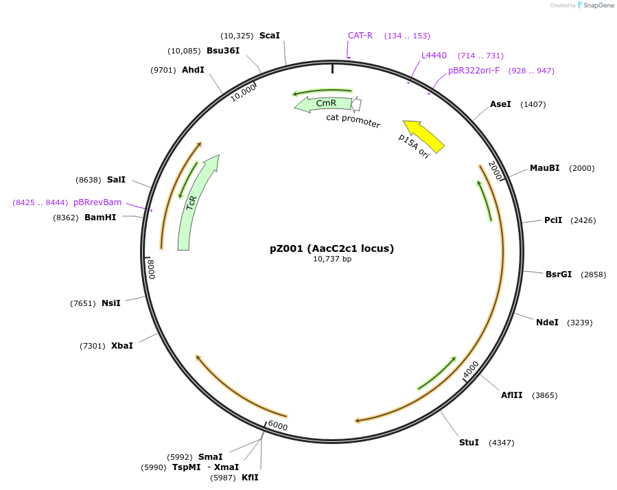 70166-plasmid-map-sequence-id-125305