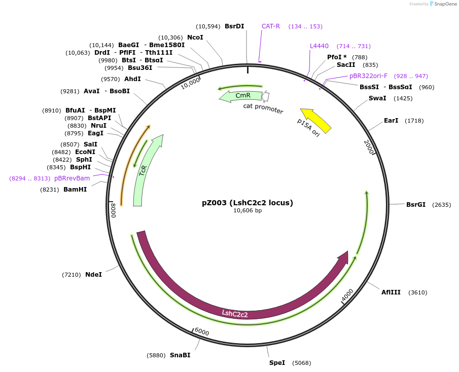 70168-plasmid-map-sequence-id-125314